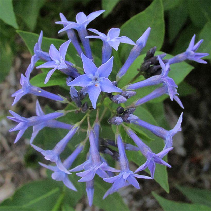 Amsonia Blue Ice (Floración)