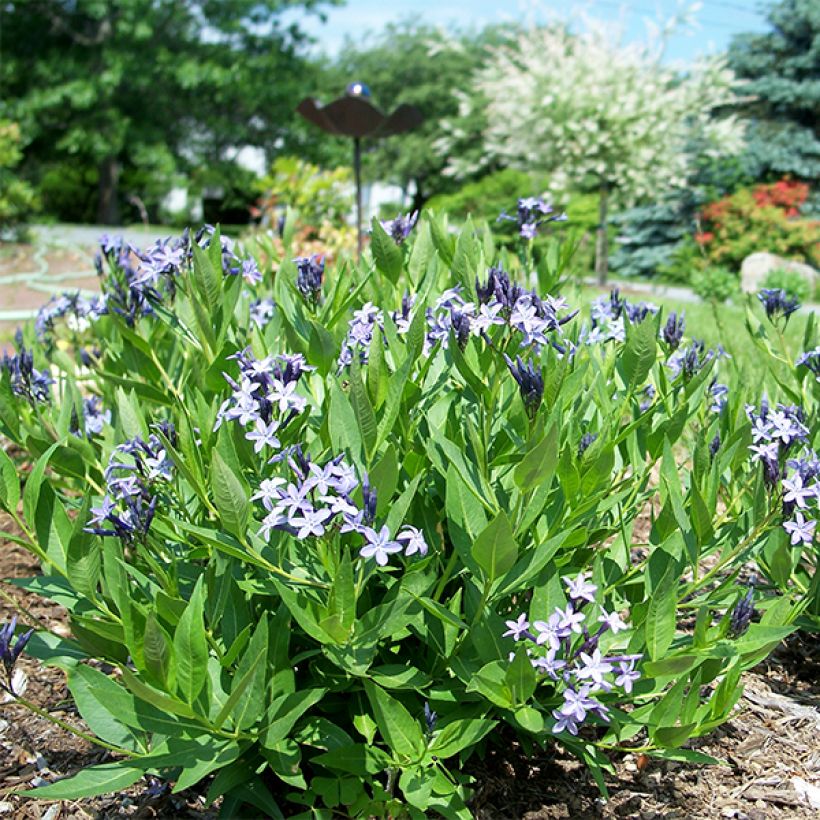 Amsonia Blue Ice (Porte)