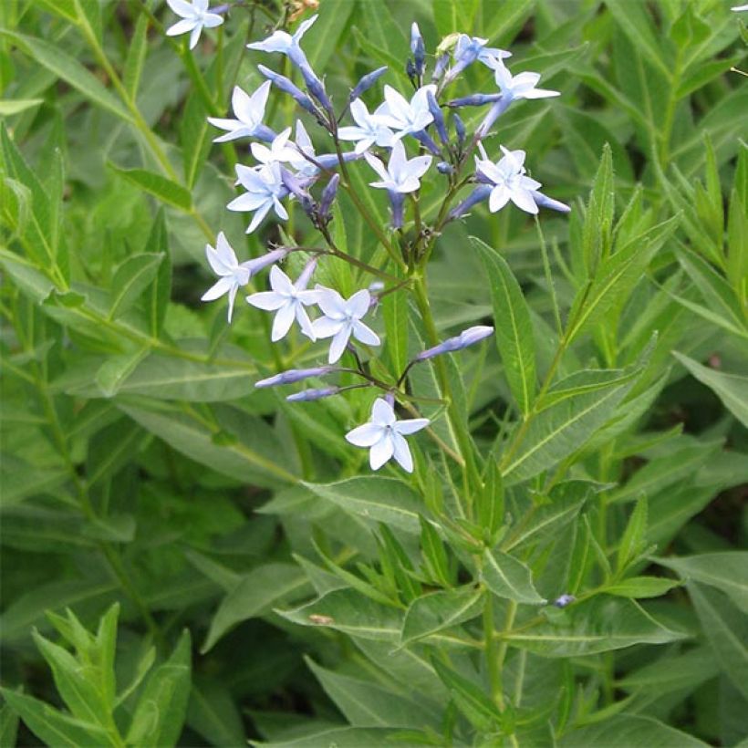 Amsonia orientalis (Floración)