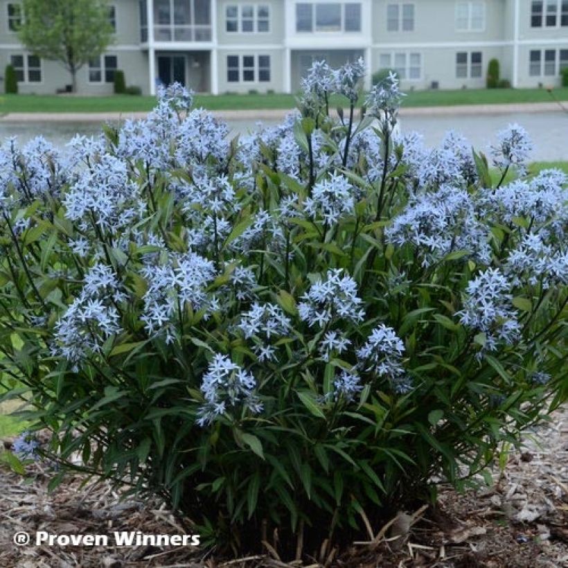 Amsonia tabernaemontana Storm Cloud (Follaje)