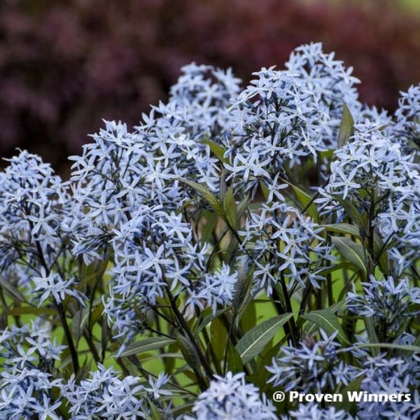 Amsonia tabernaemontana Storm Cloud (Floración)