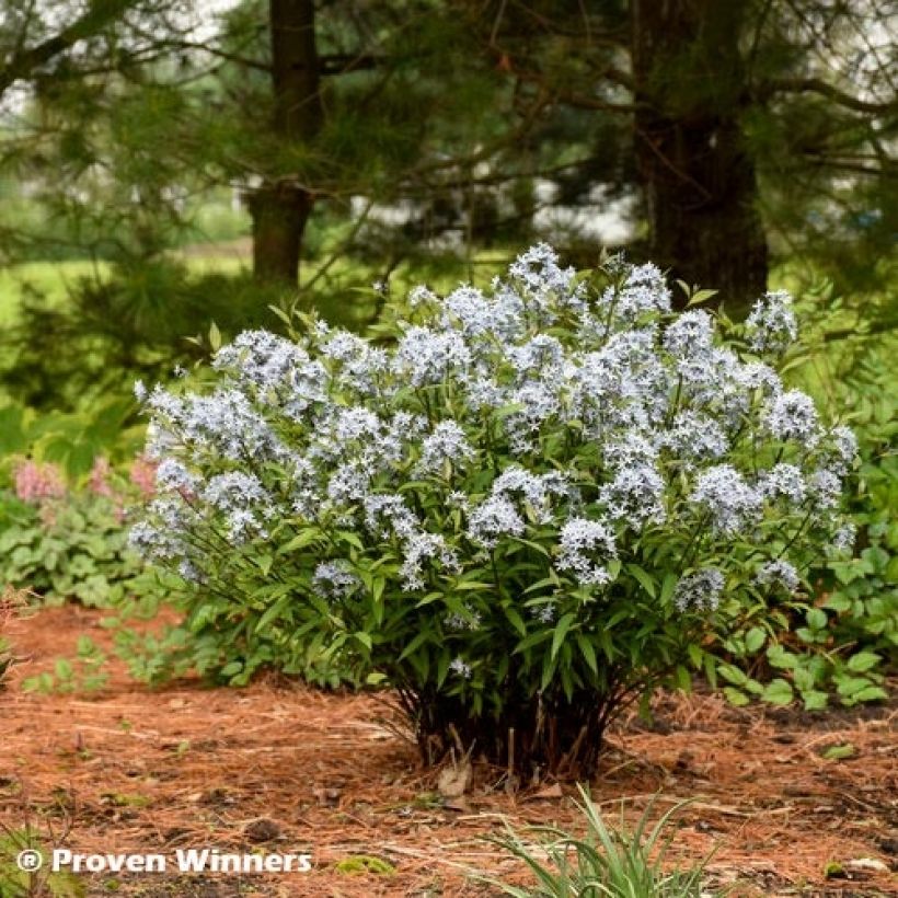 Amsonia tabernaemontana Storm Cloud (Porte)