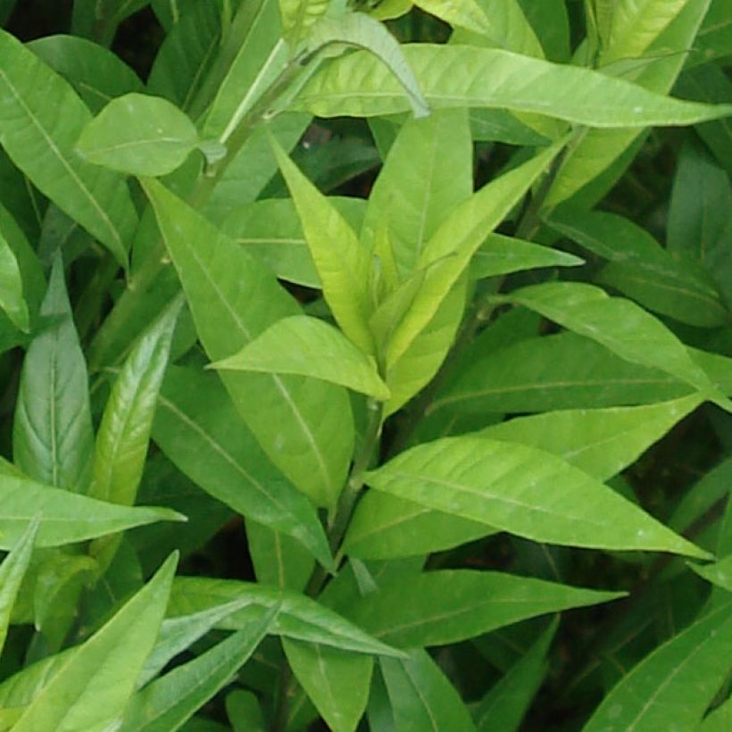 Amsonia tabernaemontana var. salicifolia (Follaje)