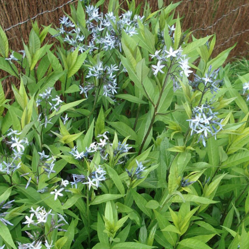 Amsonia tabernaemontana var. salicifolia (Porte)