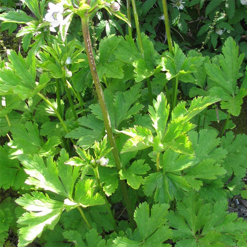 Anemone leveillei (Follaje)