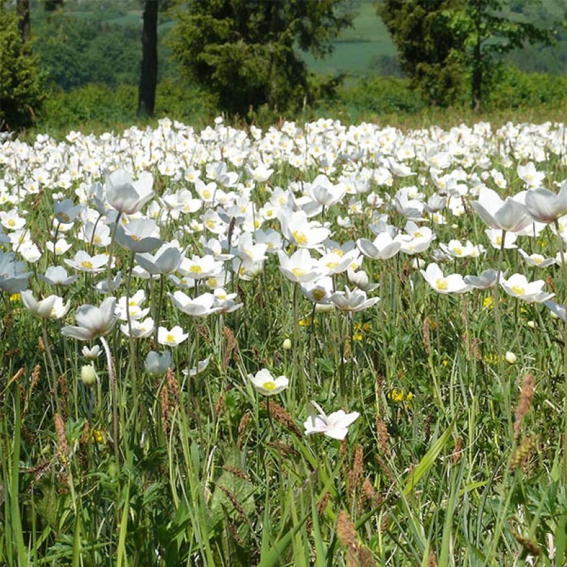 Anemone leveillei (Floración)