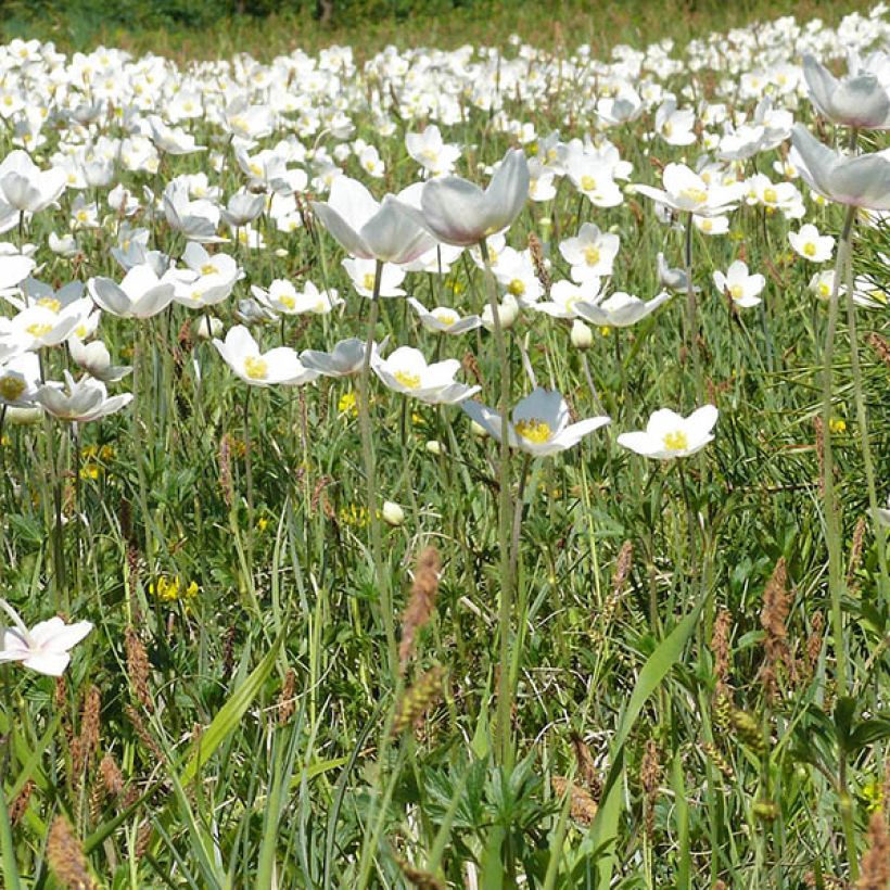 Anemone leveillei (Porte)