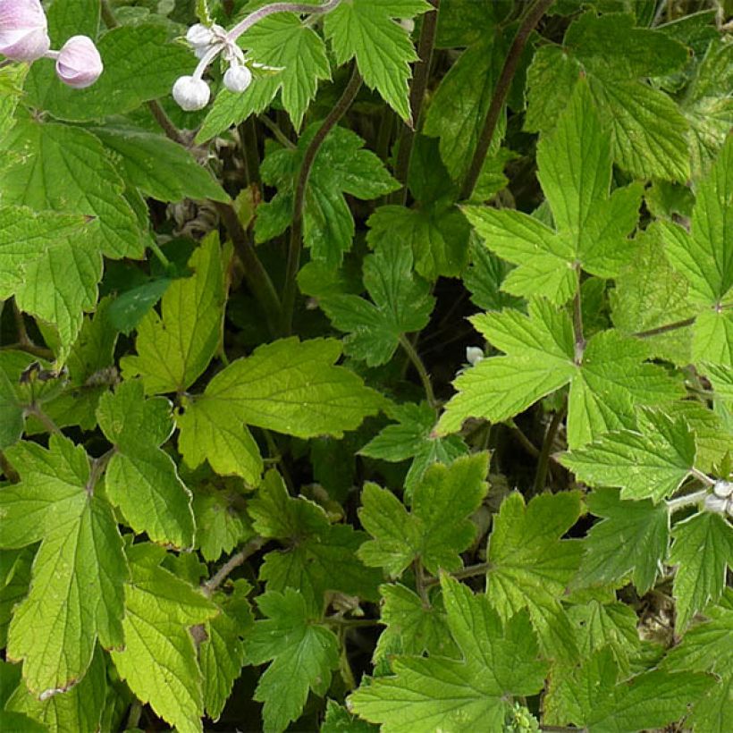 Anemone tomentosa Septemberglanz (Follaje)