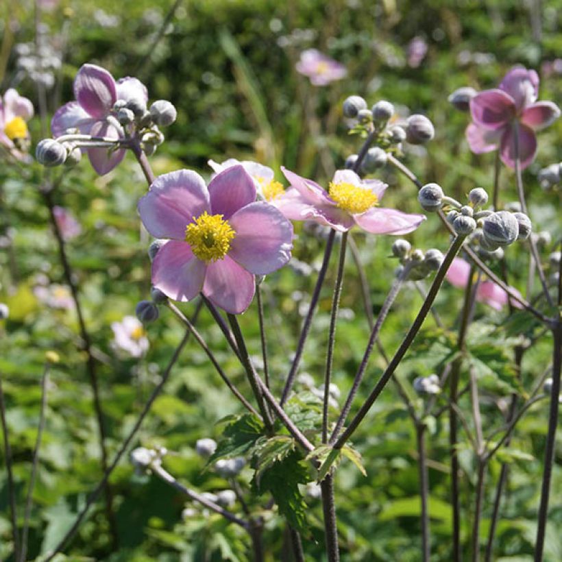 Anemone tomentosa Septemberglanz (Floración)