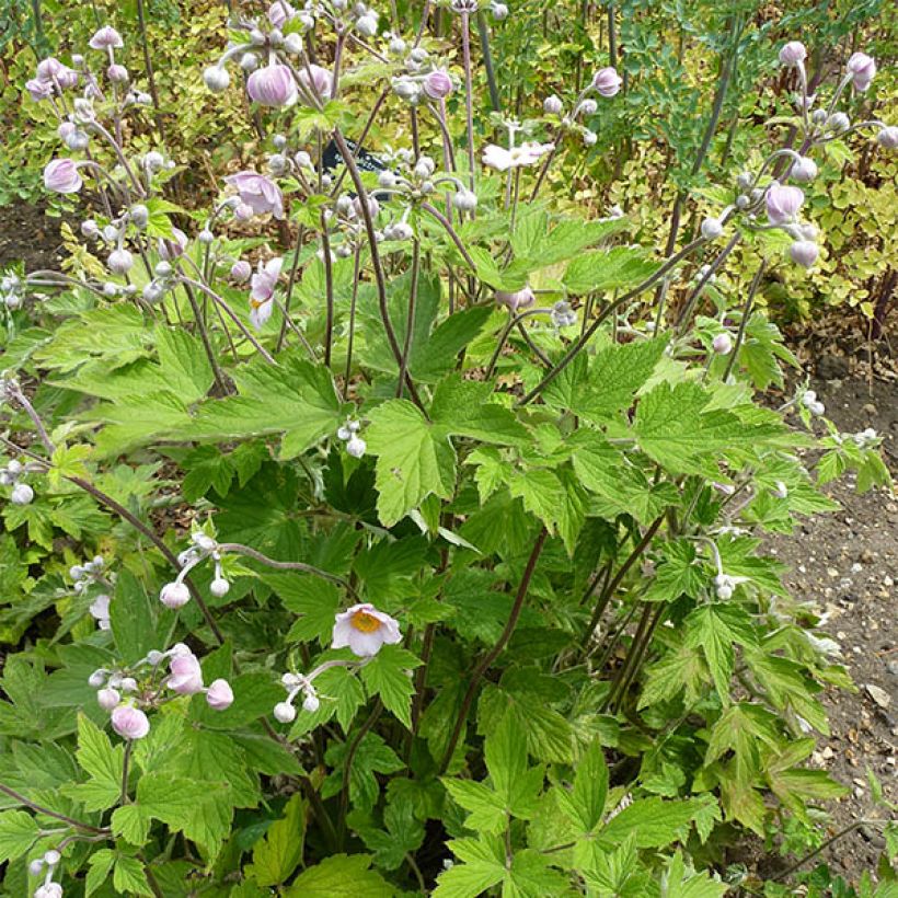 Anemone tomentosa Septemberglanz (Porte)