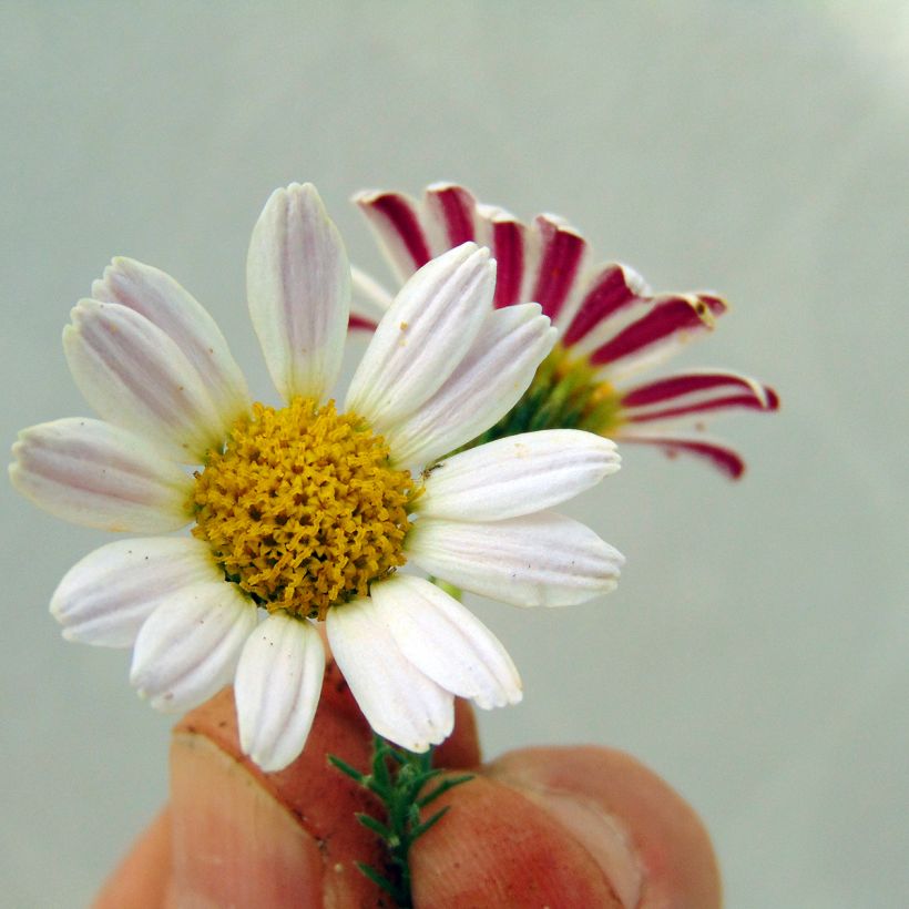 Anacyclus pyrethrum var. depressus - Manzanilla de montaña (Floración)