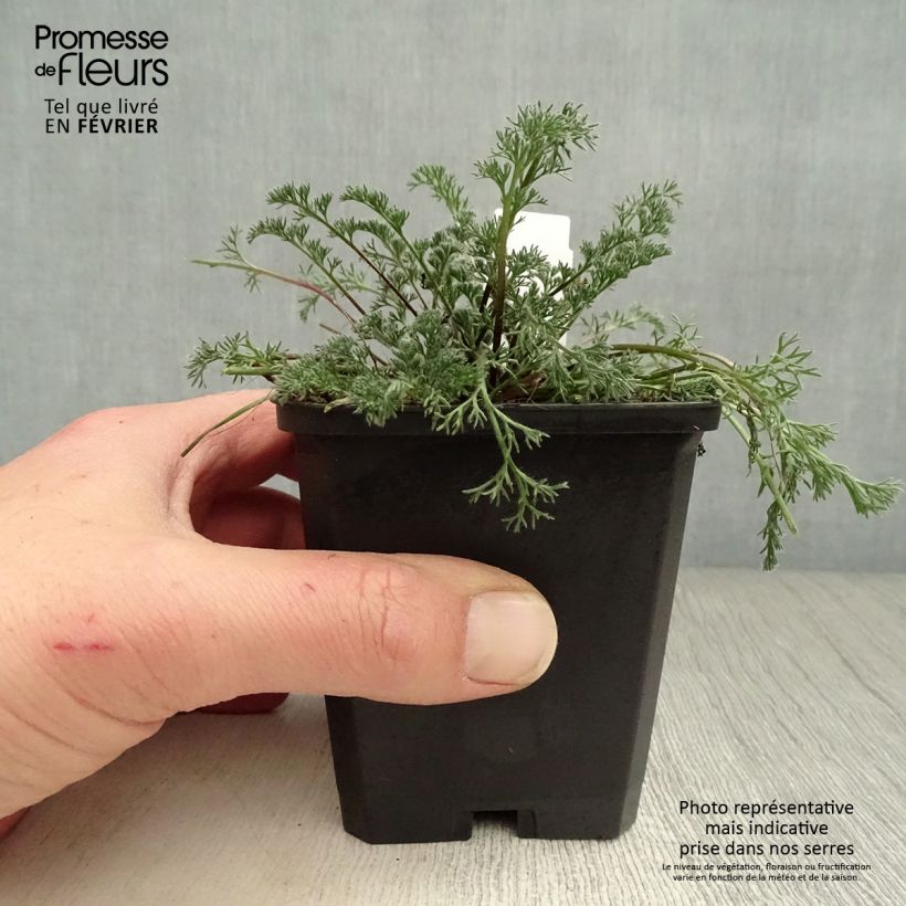 Anacyclus pyrethrum var depressus - Pyrèthre d'Afrique Godet de 9cm Ejemplar entregado en invierno