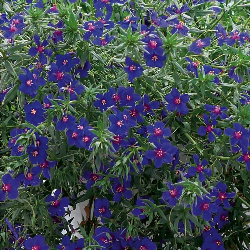 Anagallis monelli subsp linifolia Skylover (Floración)