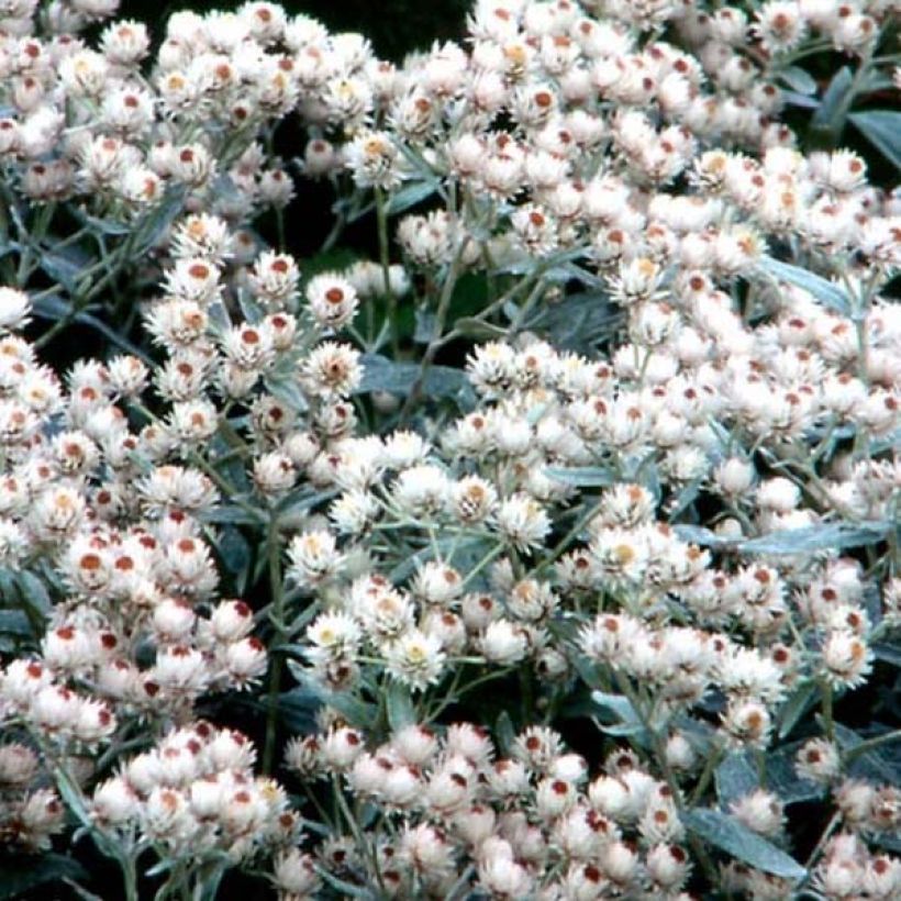 Anaphalis margaritacea Neuschnee (Floración)