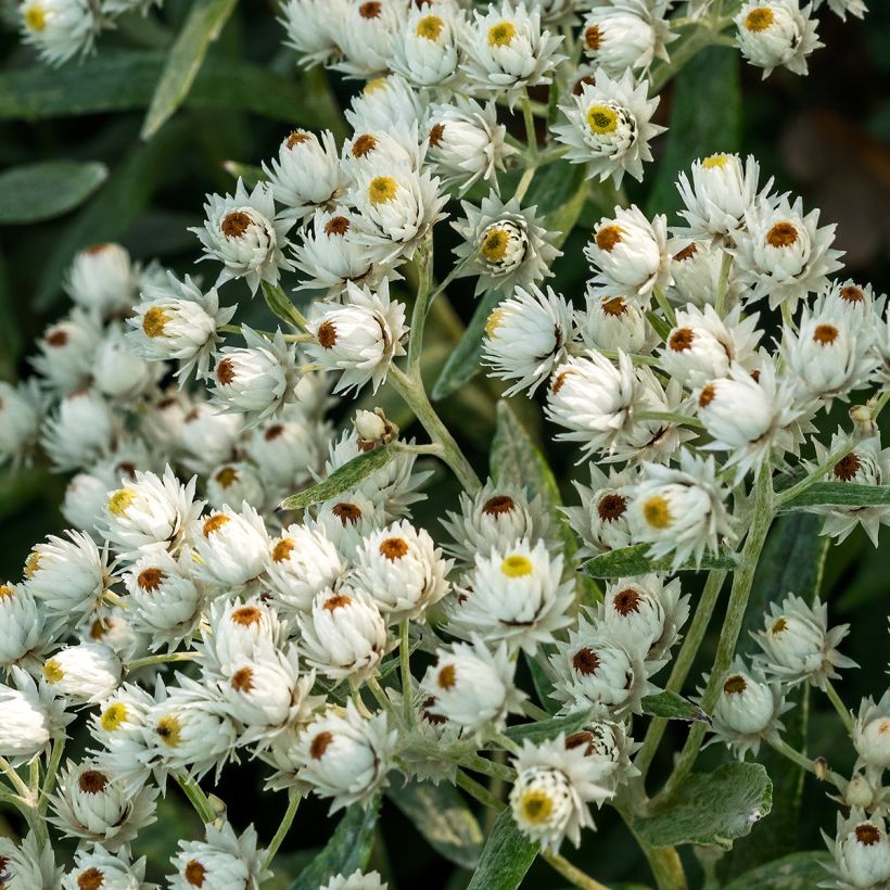 Anaphalis triplinervis Sommerschnee (Floración)