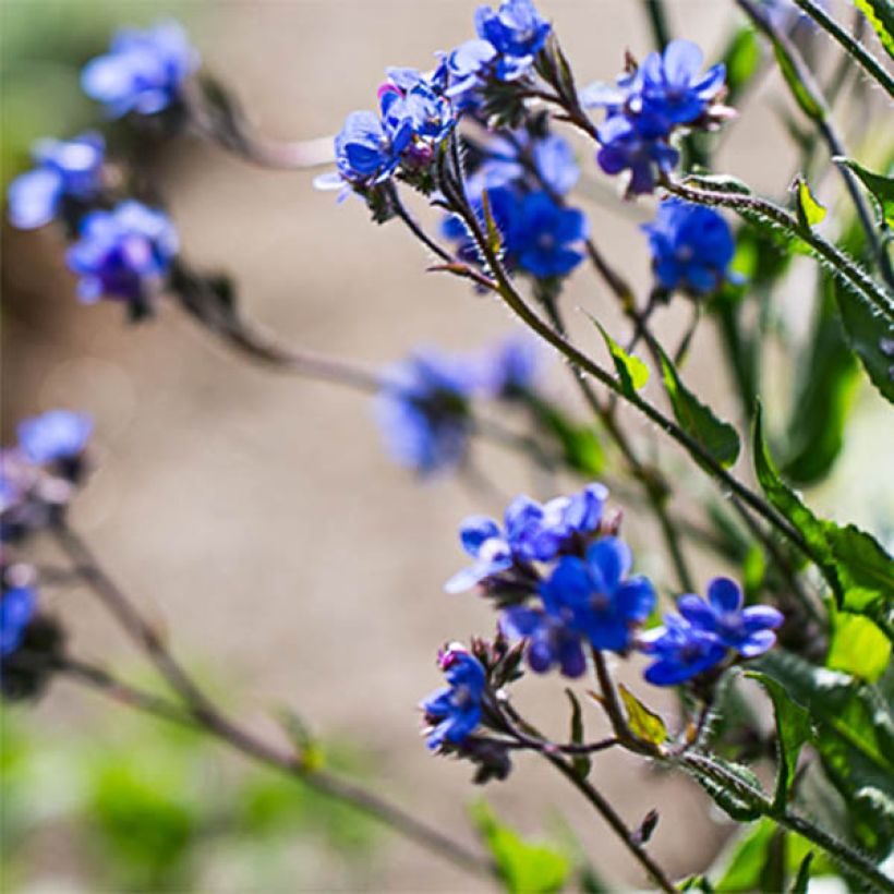 Anchusa azurea Dropmore (Floración)