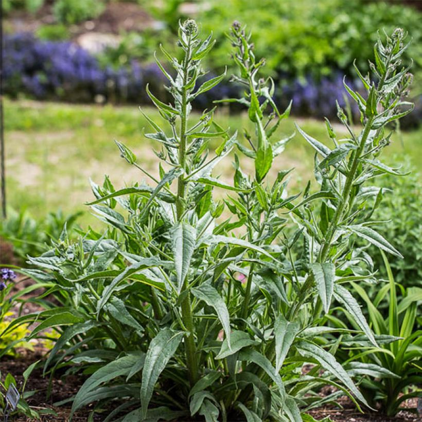 Anchusa azurea Dropmore (Porte)