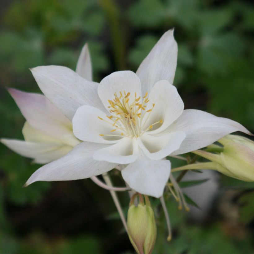 Aquilegia caerulea Snow Queen (Floración)