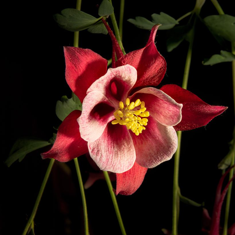 Aquilegia Songbird Series Cardinal (Floración)