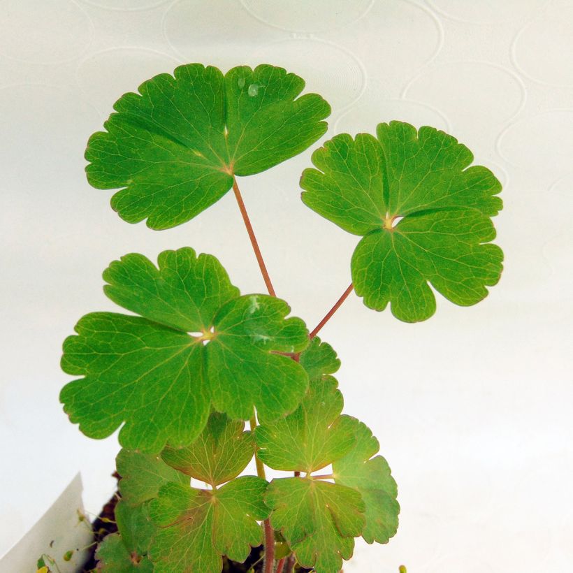 Aquilegia atrata (Follaje)