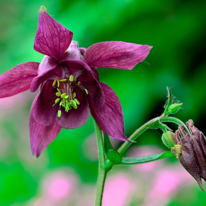 Aquilegia atrata (Floración)