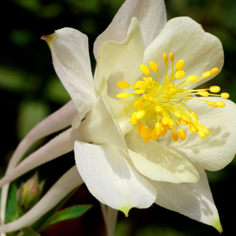 Aquilegia caerulea Kristall (Floración)