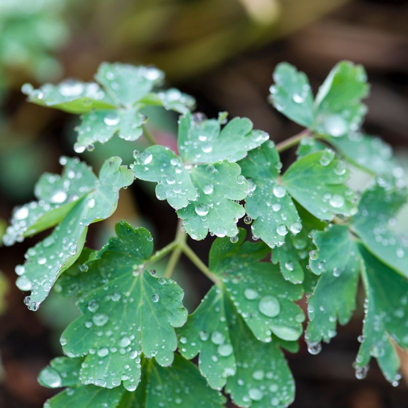 Aquilegia longissima (Follaje)