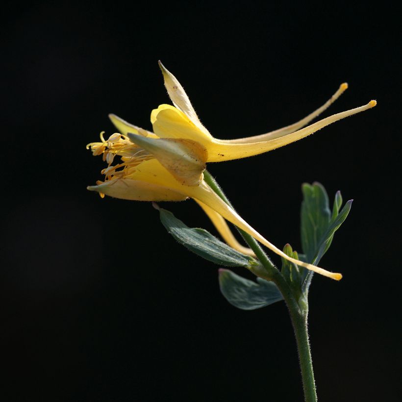 Aquilegia longissima (Floración)