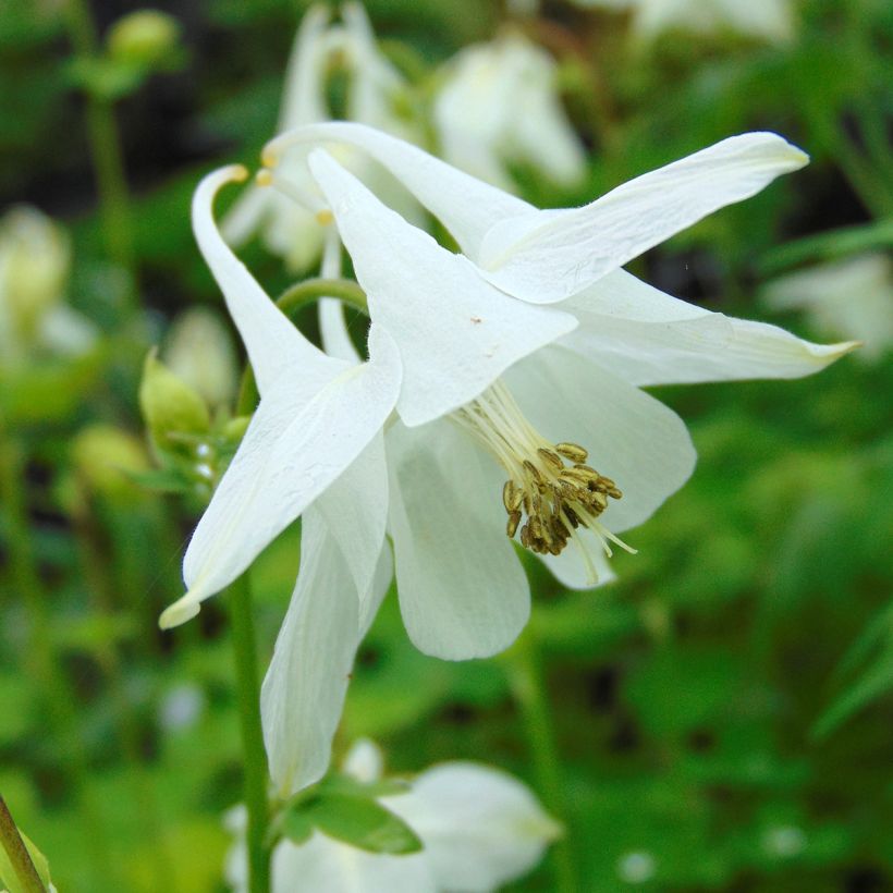 Aquilegia Munstead White (Floración)