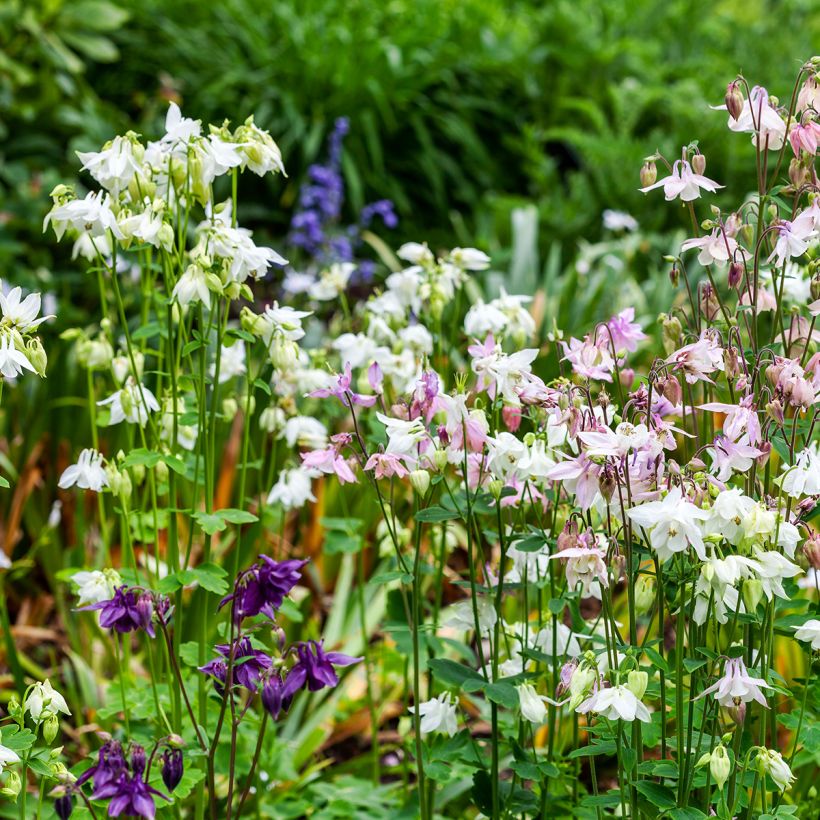 Aquilegia Munstead White (Porte)