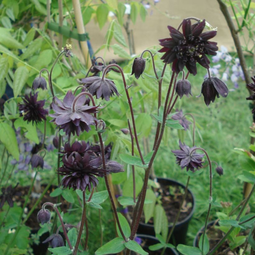 Aquilegia vulgaris var. stellata Black Barlow (Porte)