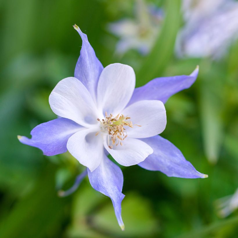 Aquilegia Blue Star (Floración)