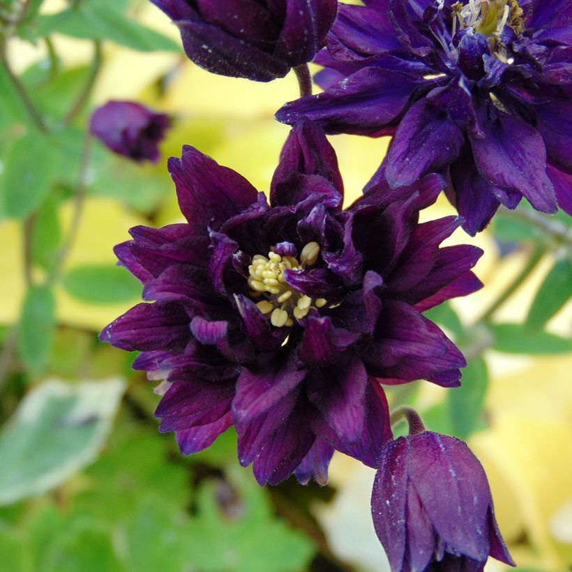 Aquilegia vulgaris Clementine Dark Purple (Floración)