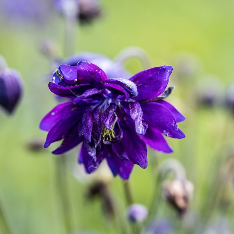 Aquilegia vulgaris Blue Barlow (Floración)