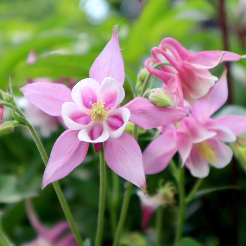 Aquilegia Musik Rose Blanc (Floración)