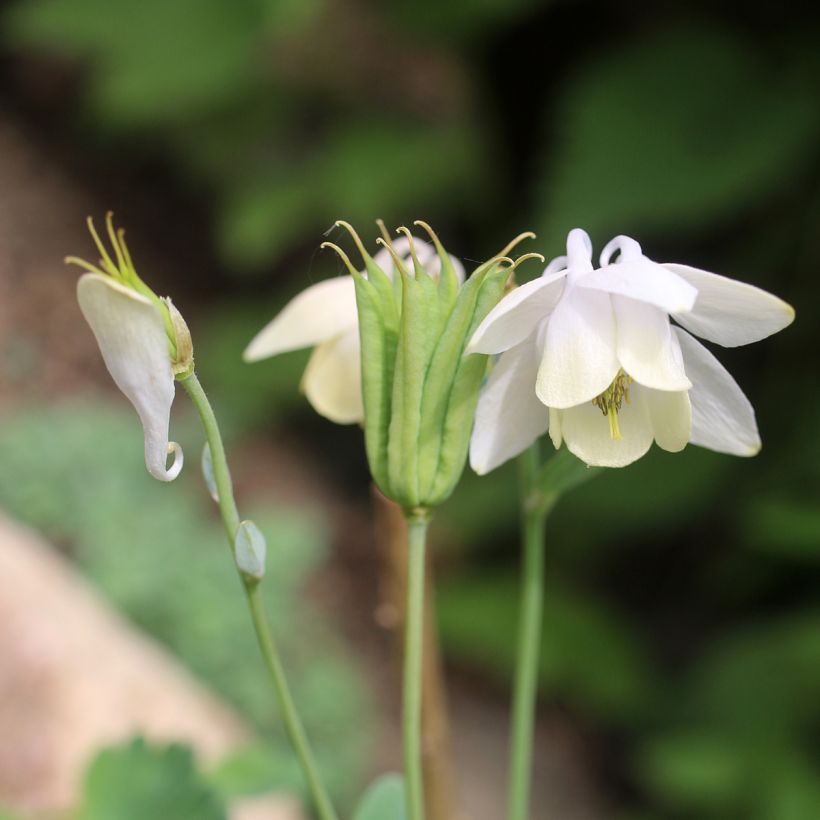 Aquilegia flabellata var. pumila Alba (Floración)