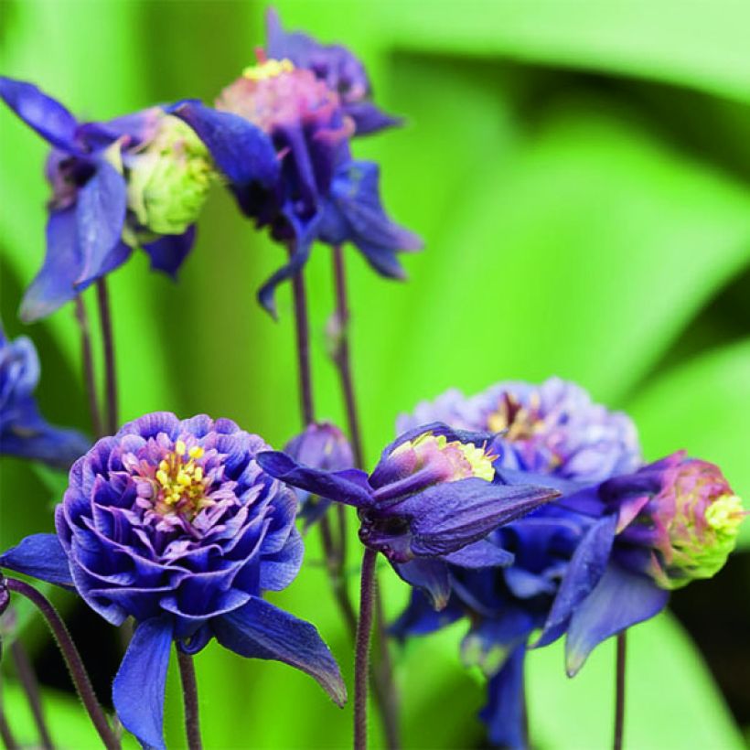 Aquilegia vulgaris Winky Double Dark Blue White (Floración)