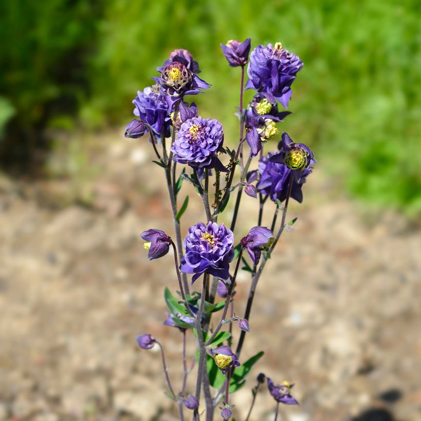 Aquilegia vulgaris Winky Double Dark Blue White (Porte)