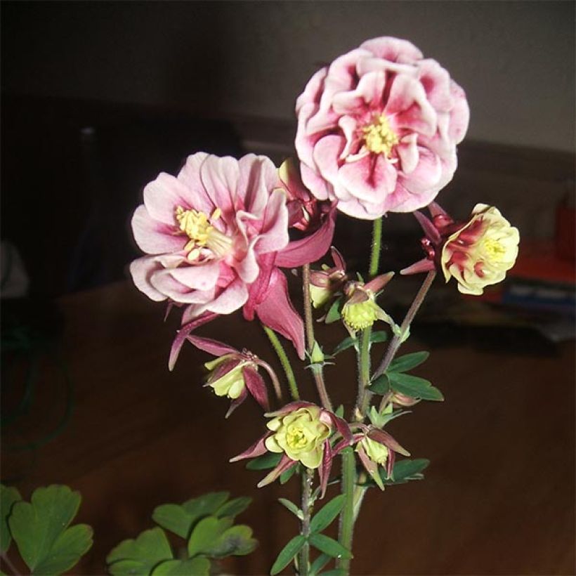 Aquilegia vulgaris Winky Red White (Floración)