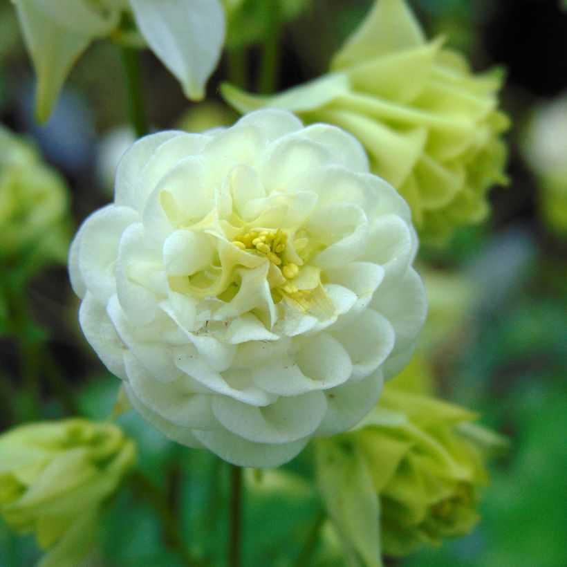 Aquilegia vulgaris Winky White and White (Floración)