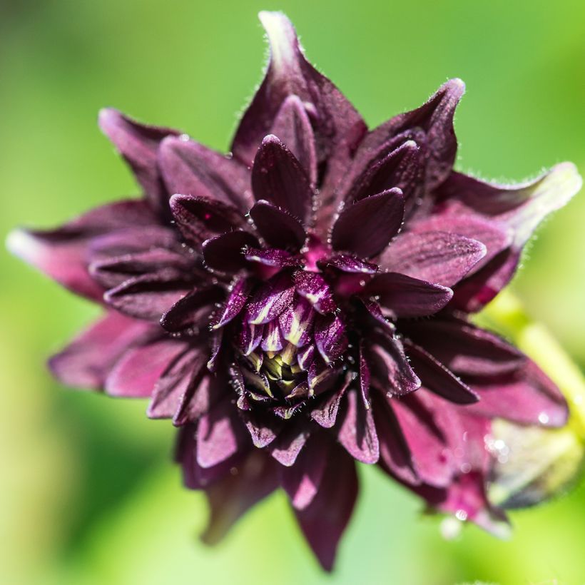 Aquilegia vulgaris var. stellata Black Barlow (Floración)