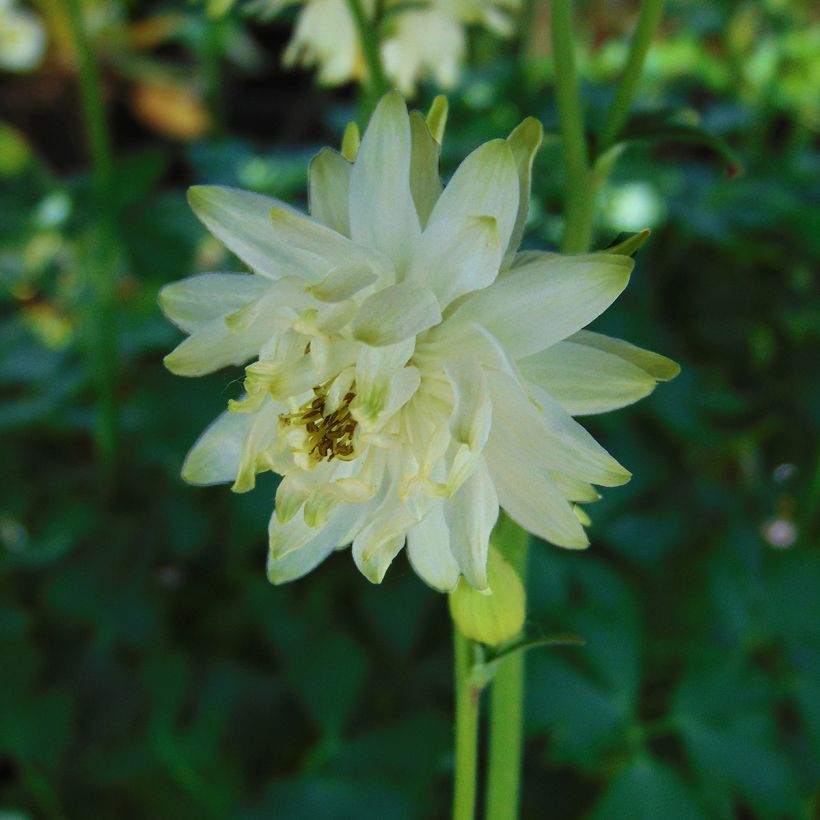 Aquilegia White Barlow (Floración)