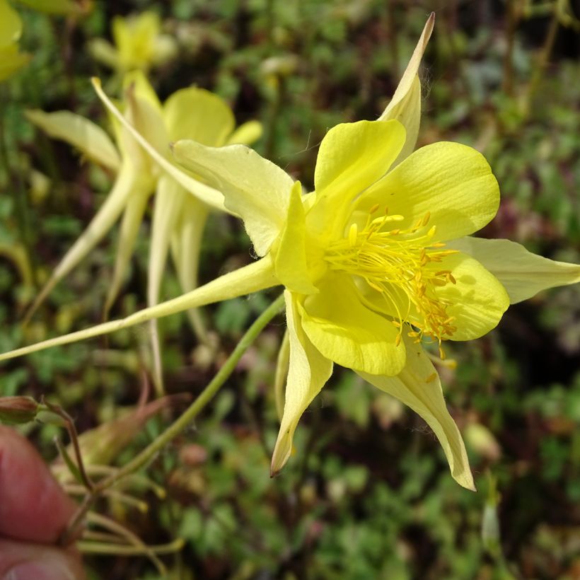 Aquilegia chrysantha Yellow Queen (Floración)