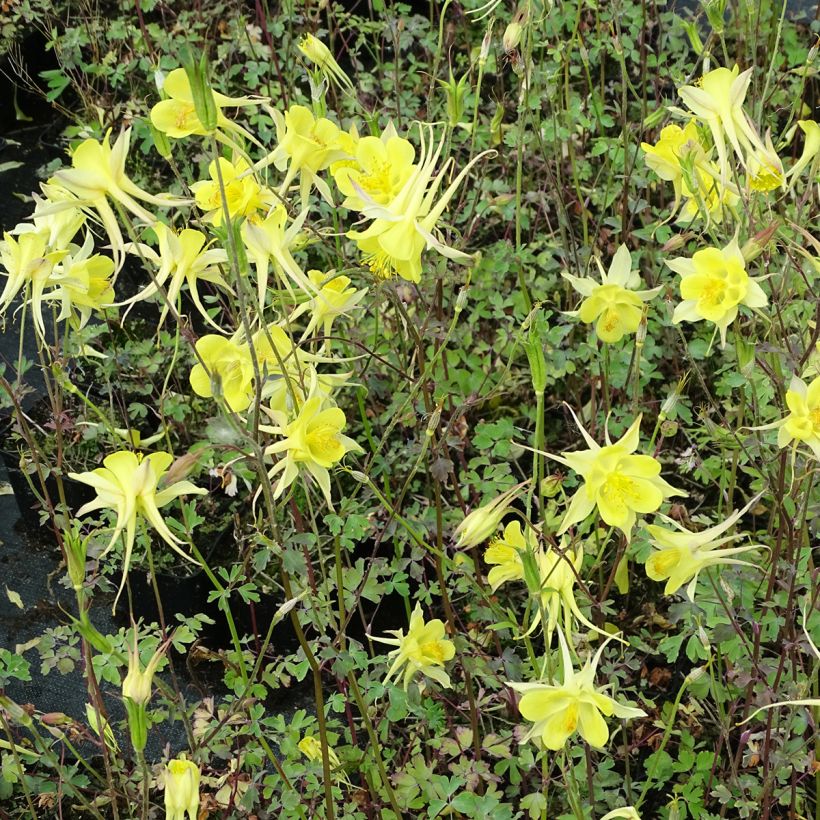 Aquilegia chrysantha Yellow Queen (Porte)