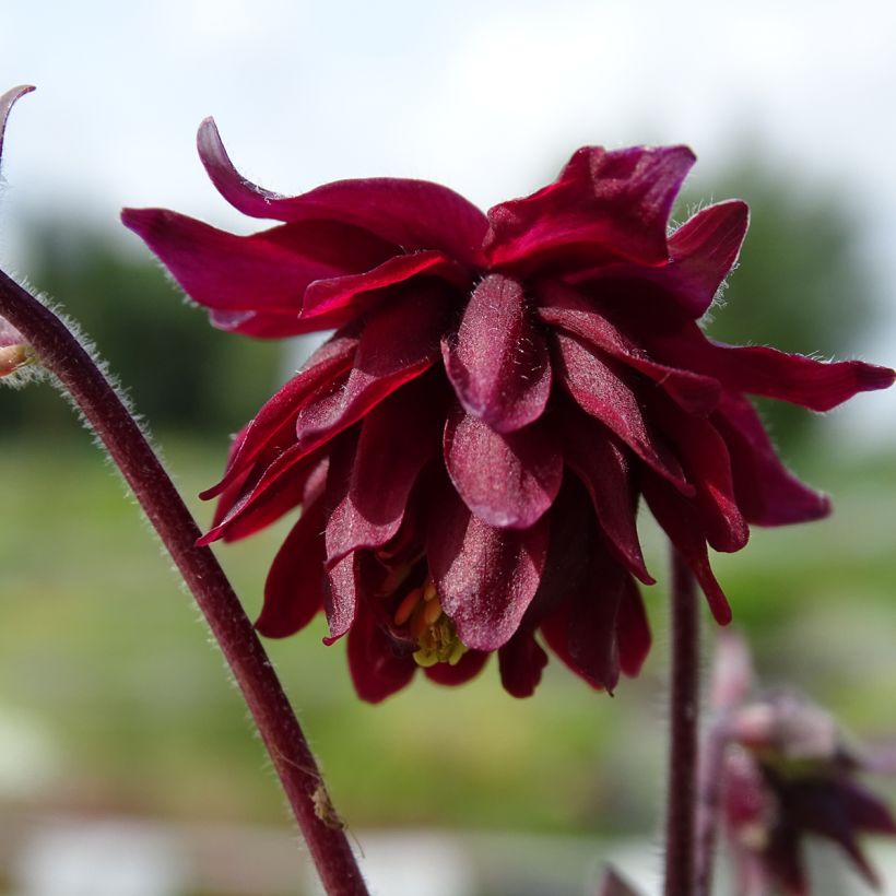 Aquilegia vulgaris Ruby Port (Floración)