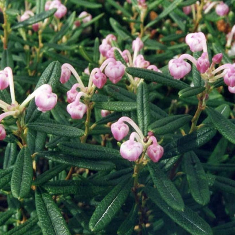 Andromeda polifolia Compacta - Romero de pantano (Follaje)