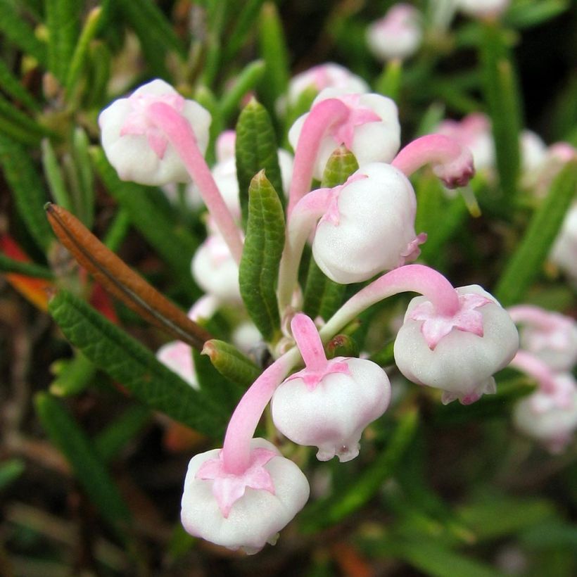 Andromeda polifolia Compacta - Romero de pantano (Floración)