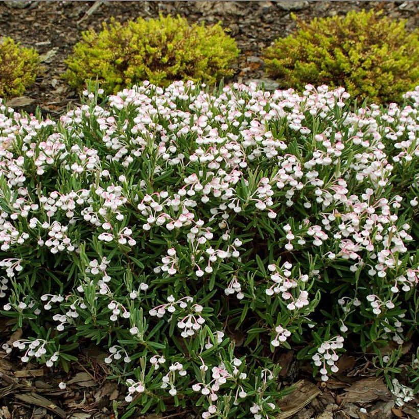 Andromeda polifolia Compacta - Romero de pantano (Porte)