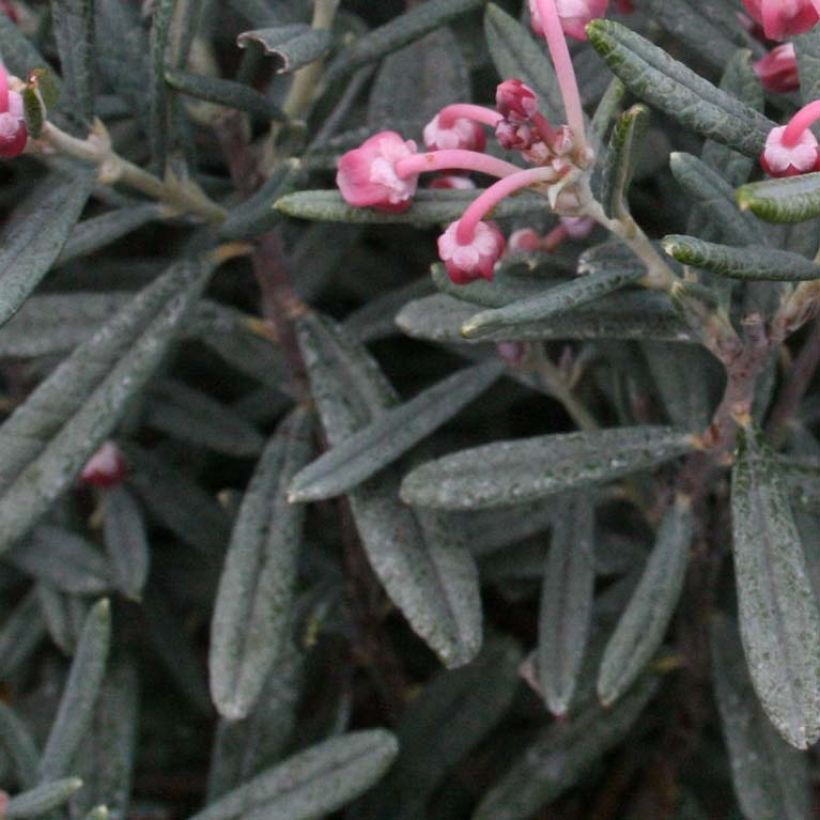 Andromeda polifolia Blue Lagoon - Romero de pantano (Follaje)