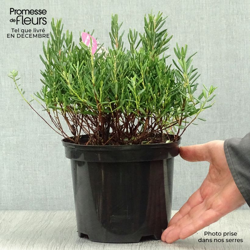 Andromède à feuilles de Podium - Andromeda polifolia Compacta Pot de 2L/3L Ejemplar entregado en invierno